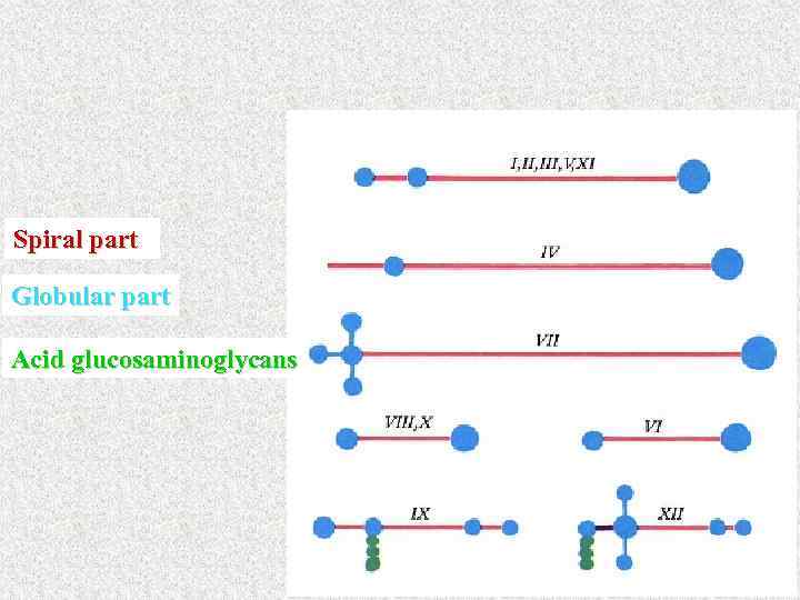 Spiral part Globular part Acid glucosaminoglycans 