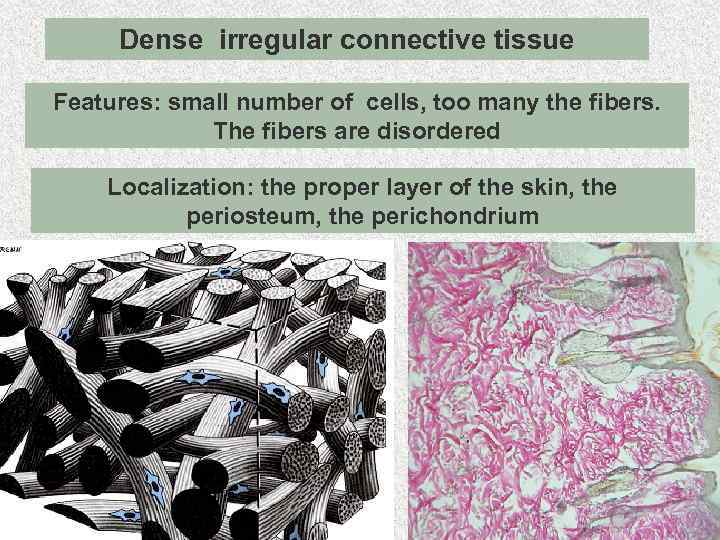 Плотная irregular connective tissue Dense волокнистая неоформленная Features: small number of cells, too many