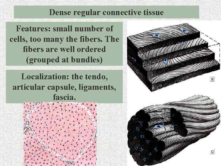 Dense regular connective tissue Features: small number of cells, too many the fibers. The