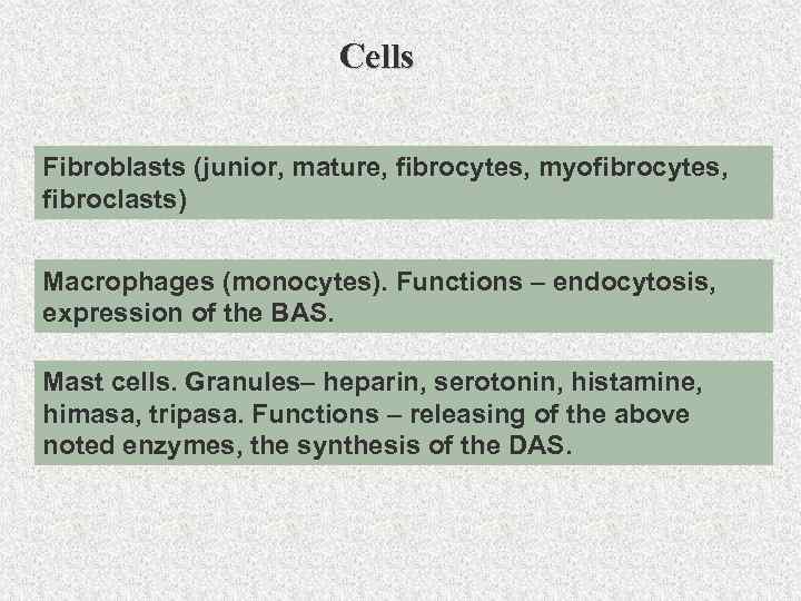 Cells Fibroblasts (junior, mature, fibrocytes, myofibrocytes, fibroclasts) Macrophages (monocytes). Functions – endocytosis, expression of