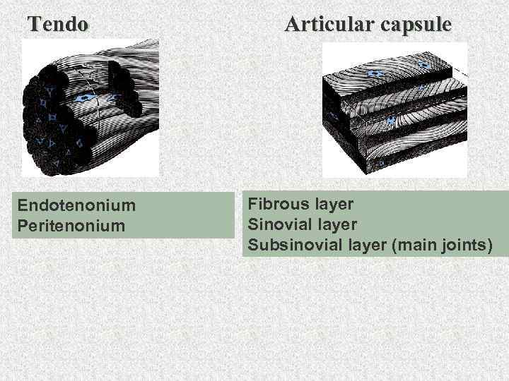 Tendo Endotenonium Peritenonium Articular capsule Fibrous layer Sinovial layer Subsinovial layer (main joints) 