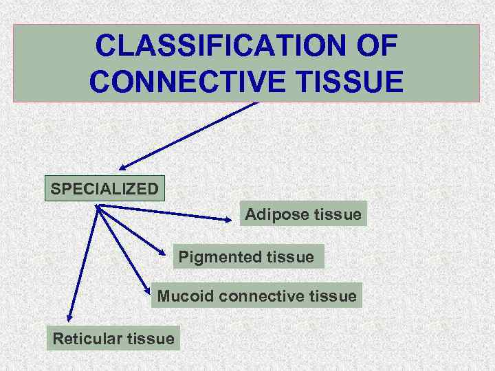 CLASSIFICATION OF CONNECTIVE TISSUE SPECIALIZED Adipose tissue Pigmented tissue Mucoid connective tissue Reticular tissue