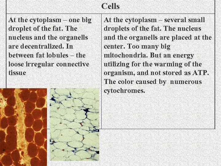 Cells At the cytoplasm – one big droplet of the fat. The nucleus and