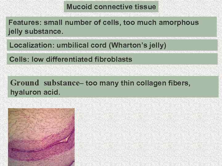 irregular mucoid tissue fragments meaning