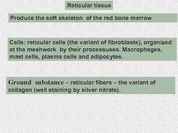 Reticular tissue Produce the soft skeleton of the red bone marrow Cells: reticular cells