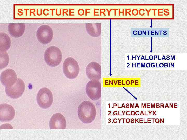 STRUCTURE OF ERYTHROCYTES CONTENTS 1. HYALOPLASM 2. HEMOGLOBIN ENVELOPE 1. PLASMA MEMBRANE 2. GLYCOCALYX