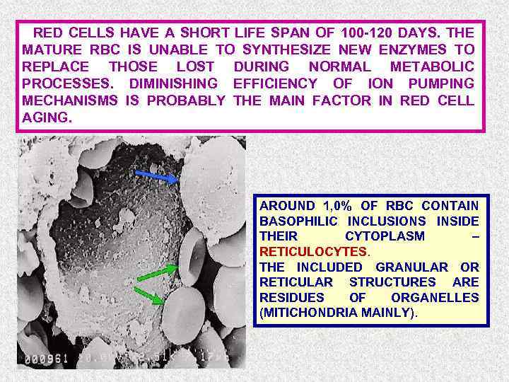 RED CELLS HAVE A SHORT LIFE SPAN OF 100 -120 DAYS. THE MATURE RBC