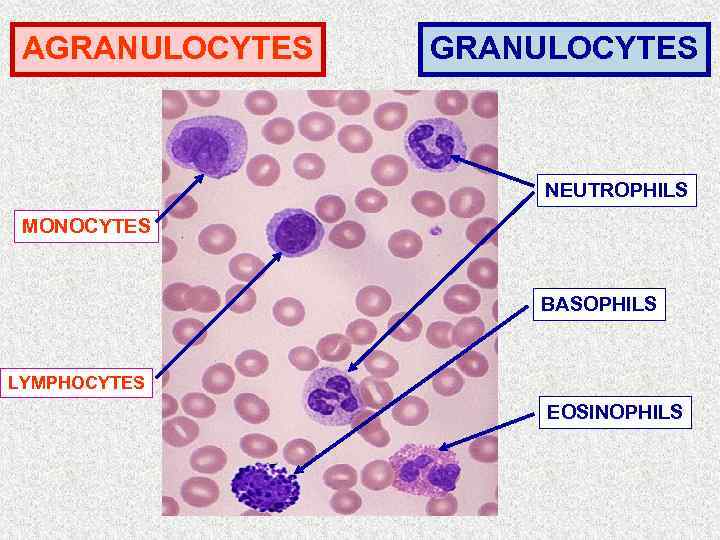 AGRANULOCYTES NEUTROPHILS MONOCYTES BASOPHILS LYMPHOCYTES EOSINOPHILS 