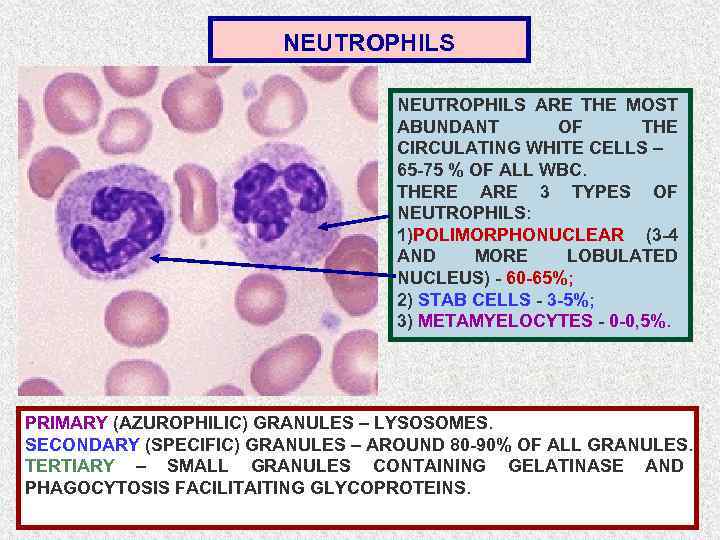 NEUTROPHILS ARE THE MOST ABUNDANT OF THE CIRCULATING WHITE CELLS – 65 -75 %