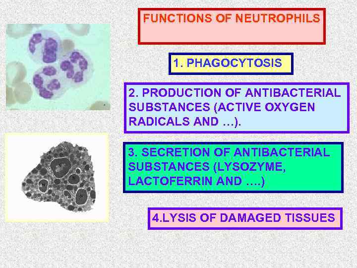 FUNCTIONS OF NEUTROPHILS 1. PHAGOCYTOSIS 2. PRODUCTION OF ANTIBACTERIAL SUBSTANCES (ACTIVE OXYGEN RADICALS AND