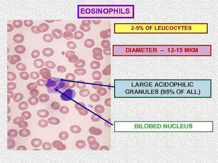 EOSINOPHILS 2 -5% OF LEUCOCYTES DIAMETER – 12 -15 МКМ LARGE ACIDOPHILIC GRANULES (95%