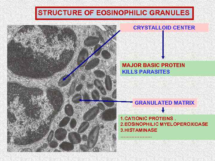 STRUCTURE OF EOSINOPHILIC GRANULES CRYSTALLOID CENTER MAJOR BASIC PROTEIN KILLS PARASITES GRANULATED MATRIX 1.