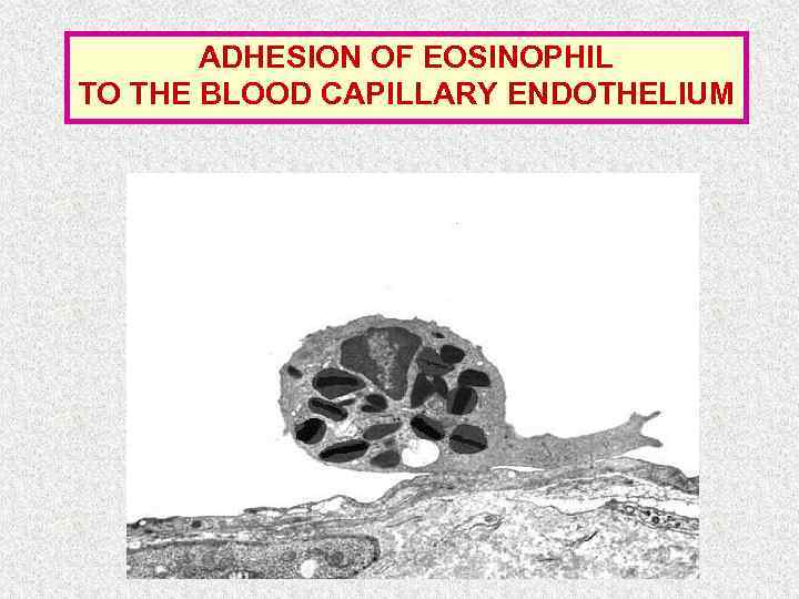 ADHESION OF EOSINOPHIL TO THE BLOOD CAPILLARY ENDOTHELIUM 