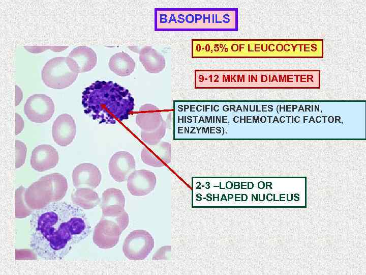 BASOPHILS 0 -0, 5% OF LEUCOCYTES 9 -12 МКМ IN DIAMETER SPECIFIC GRANULES (HEPARIN,