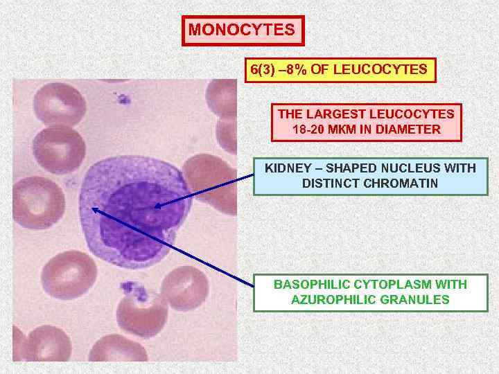 MONOCYTES 6(3) – 8% OF LEUCOCYTES THE LARGEST LEUCOCYTES 18 -20 МКМ IN DIAMETER