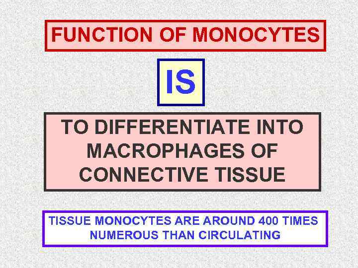 FUNCTION OF MONOCYTES IS TO DIFFERENTIATE INTO MACROPHAGES OF CONNECTIVE TISSUE MONOCYTES ARE AROUND