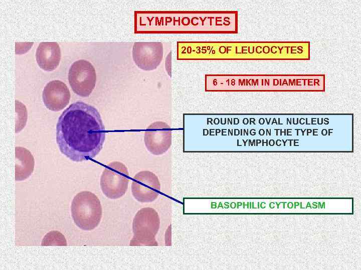 LYMPHOCYTES 20 -35% OF LEUCOCYTES 6 - 18 МКМ IN DIAMETER ROUND OR OVAL