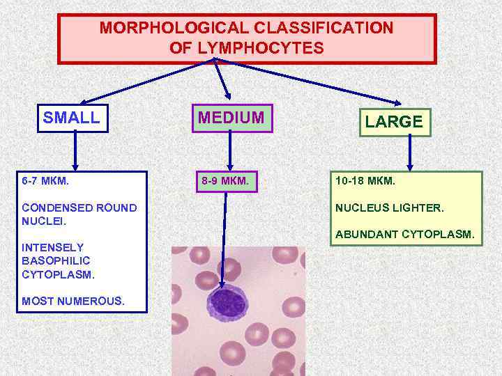 MORPHOLOGICAL CLASSIFICATION OF LYMPHOCYTES SMALL 6 -7 МКМ. CONDENSED ROUND NUCLEI. MEDIUM 8 -9