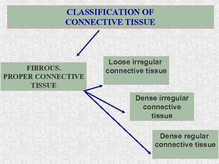 CLASSIFICATION OF CONNECTIVE TISSUE FIBROUS. PROPER CONNECTIVE TISSUE Loose irregular connective tissue Dense regular