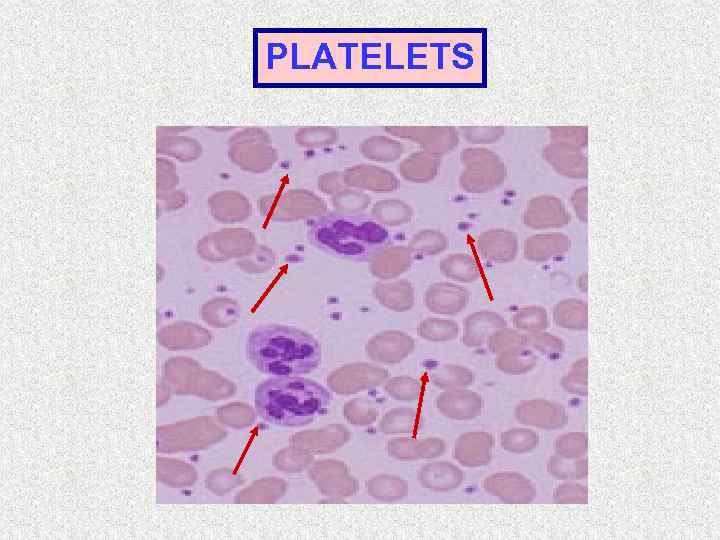 PLATELETS 