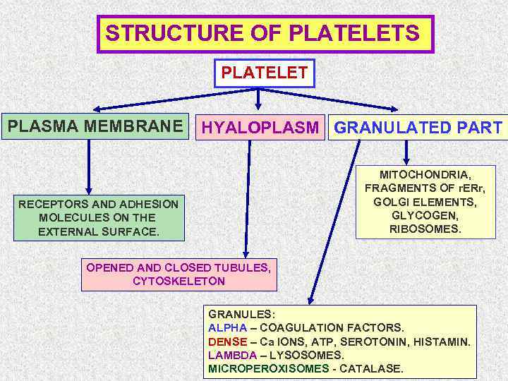 STRUCTURE OF PLATELETS PLATELET PLASMA MEMBRANE HYALOPLASM GRANULATED PART MITOCHONDRIA, FRAGMENTS OF r. ERr,