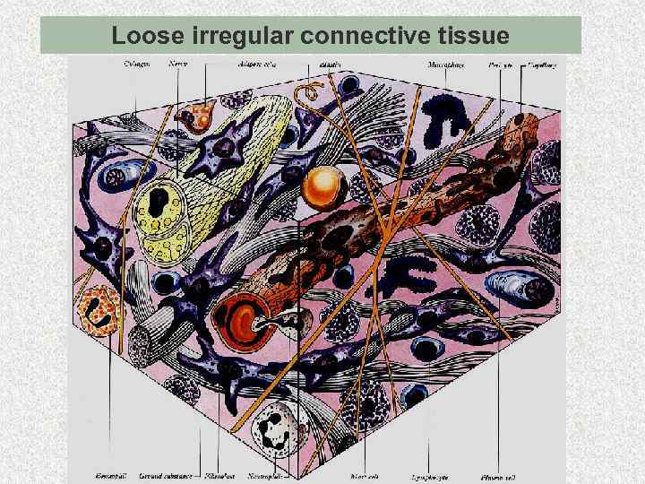 Рыхлая irregular connective tissue Loose волокнистая неоформленная 