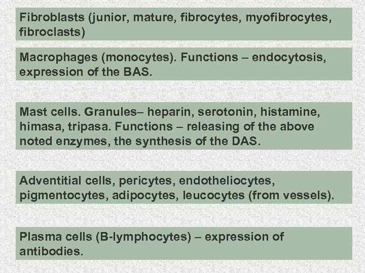 Fibroblasts (junior, mature, fibrocytes, myofibrocytes, fibroclasts) Macrophages (monocytes). Functions – endocytosis, expression of the