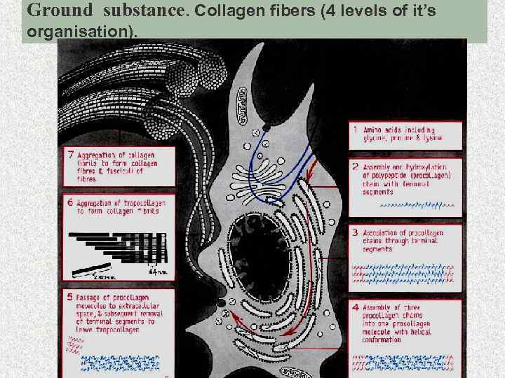 Ground substance. Collagen fibers (4 levels of it’s organisation). 