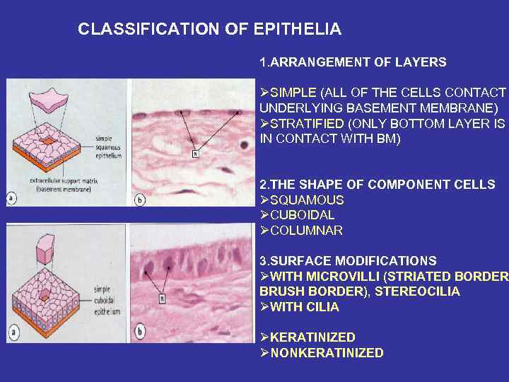 CLASSIFICATION OF EPITHELIA 1. ARRANGEMENT OF LAYERS ØSIMPLE (ALL OF THE CELLS CONTACT UNDERLYING