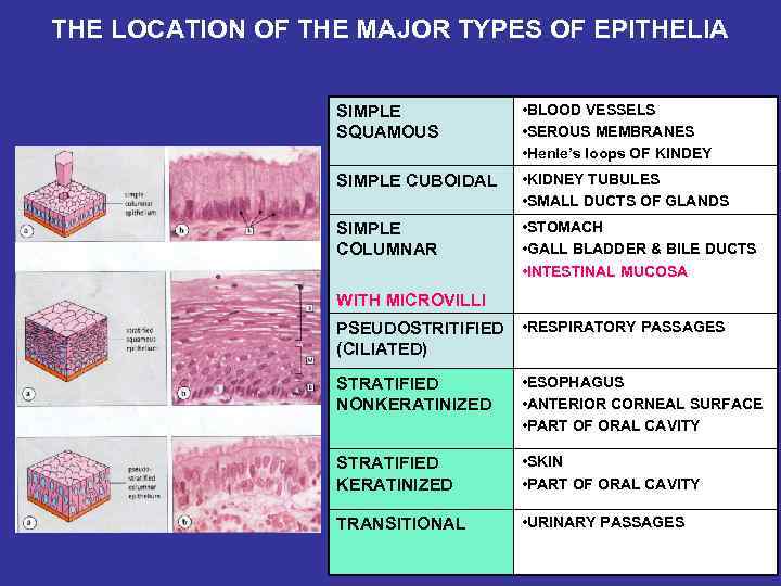 THE LOCATION OF THE MAJOR TYPES OF EPITHELIA SIMPLE SQUAMOUS • BLOOD VESSELS •
