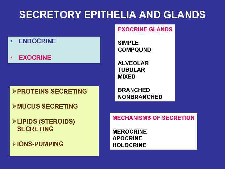 SECRETORY EPITHELIA AND GLANDS EXOCRINE GLANDS • ENDOCRINE • EXOCRINE ØPROTEINS SECRETING SIMPLE COMPOUND