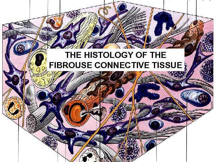 THE HISTOLOGY OF THE FIBROUSE CONNECTIVE TISSUE 