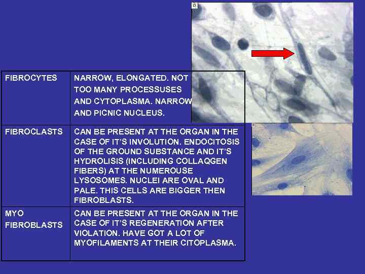 FIBROCYTES NARROW, ELONGATED. NOT TOO MANY PROCESSUSES AND CYTOPLASMA. NARROW AND PICNIC NUCLEUS. FIBROCLASTS