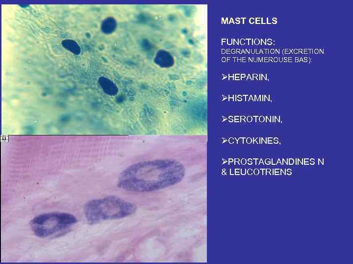 MAST CELLS FUNCTIONS: DEGRANULATION (EXCRETION OF THE NUMEROUSE BAS): ØHEPARIN, ØHISTAMIN, ØSEROTONIN, ØCYTOKINES, ØPROSTAGLANDINES