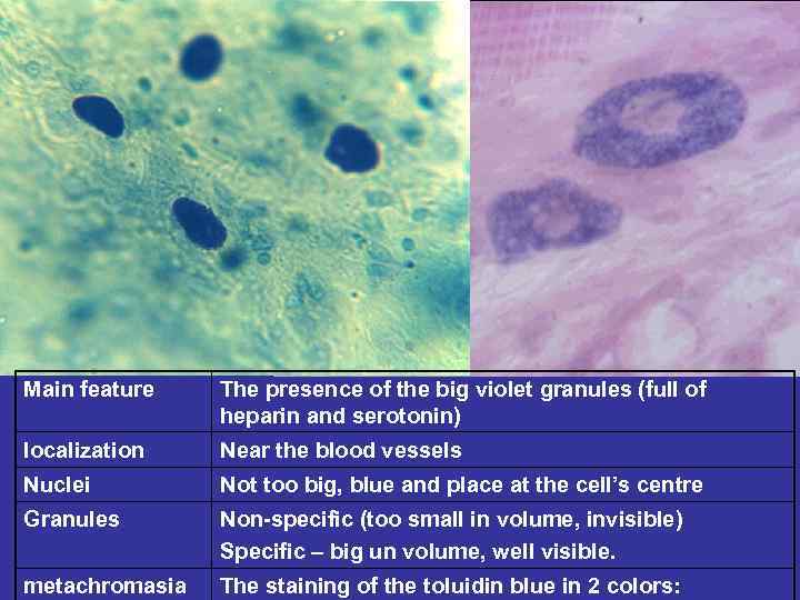 Main feature The presence of the big violet granules (full of heparin and serotonin)