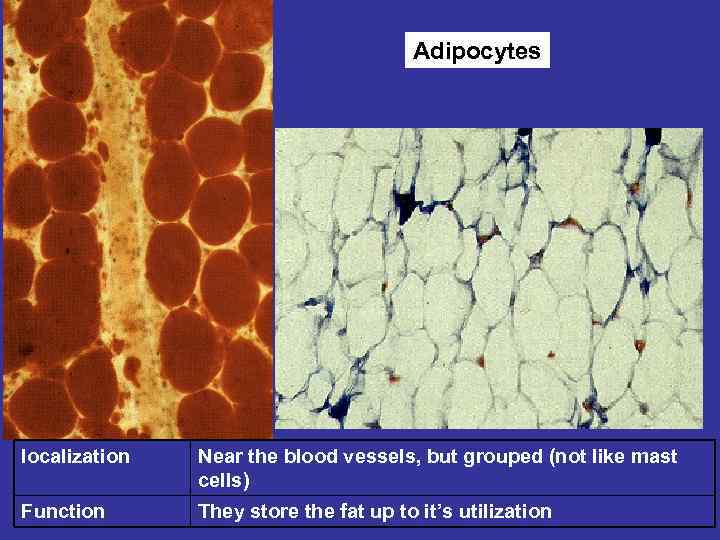 Adipocytes localization Near the blood vessels, but grouped (not like mast cells) Function They