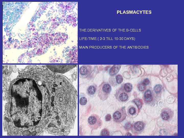 PLASMACYTES THE DERIVATIVES OF THE B-CELLS LIFE-TIME ( 2 -3 TILL 10 -30 DAYS)