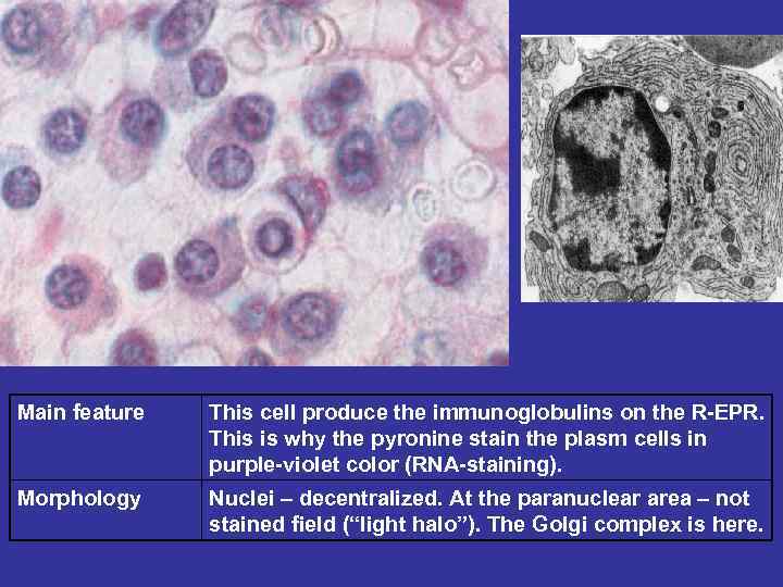 Main feature This cell produce the immunoglobulins on the R-EPR. This is why the