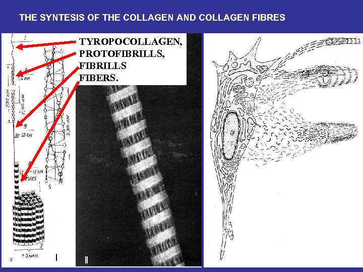 THE SYNTESIS OF THE COLLAGEN AND COLLAGEN FIBRES TYROPOCOLLAGEN, PROTOFIBRILLS, FIBRILLS FIBERS. 