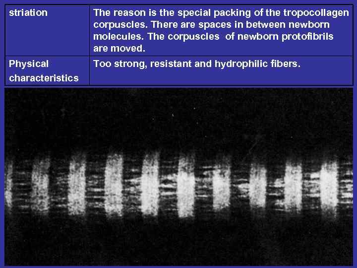 striation The reason is the special packing of the tropocollagen corpuscles. There are spaces