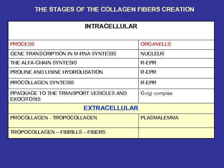 THE STAGES OF THE COLLAGEN FIBERS CREATION INTRACELLULAR PROCESS ORGANELLS GENE TRANSCRIPTION IN M-RNA