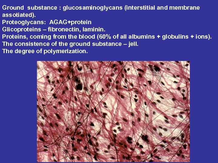 Ground substance : glucosaminoglycans (interstitial and membrane assotiated). Proteoglycans: AGAG+protein Glicoproteins – fibronectin, laminin.