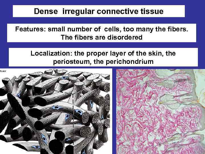 Плотная irregular connective tissue Dense волокнистая неоформленная Features: small number of cells, too many