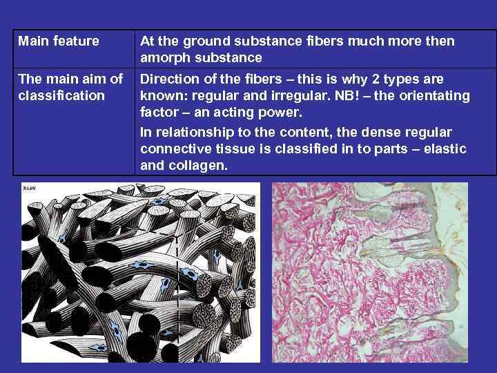 Main feature At the ground substance fibers much more then amorph substance The main