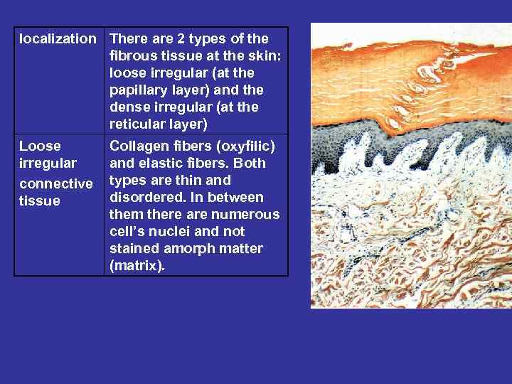 localization There are 2 types of the fibrous tissue at the skin: loose irregular