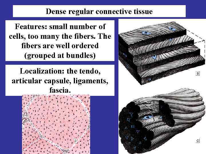 Dense regular connective tissue Features: small number of cells, too many the fibers. The