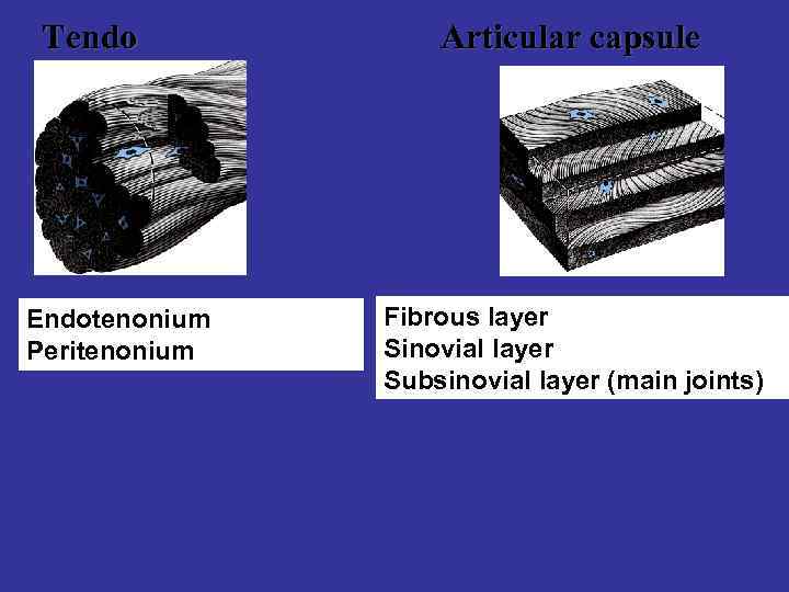Tendo Endotenonium Peritenonium Articular capsule Fibrous layer Sinovial layer Subsinovial layer (main joints) 