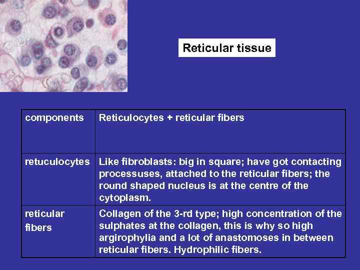 Reticular tissue components Reticulocytes + reticular fibers retuculocytes Like fibroblasts: big in square; have