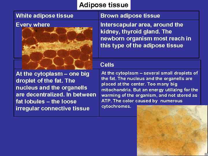 Adipose tissue White adipose tissue Brown adipose tissue Every where Interscapular area, around the