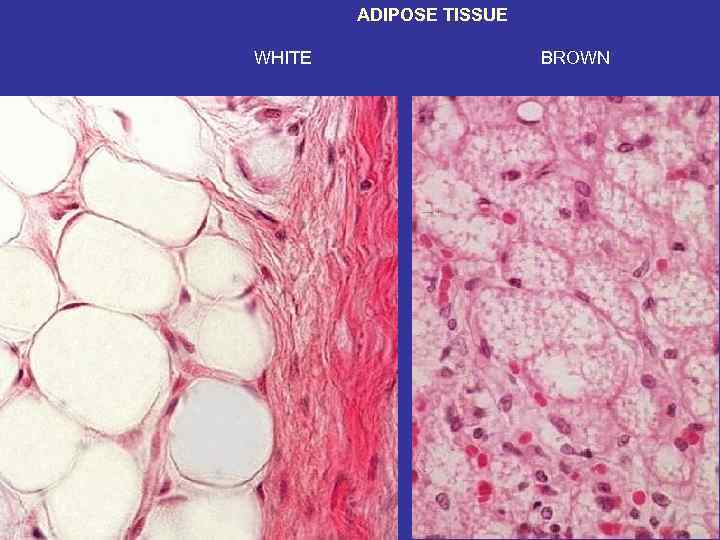 ADIPOSE TISSUE WHITE BROWN 